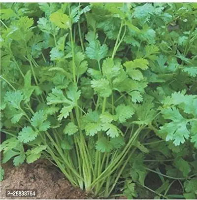 Baishnab Earth Seeds P150Coriander seeds4175PIECE-thumb0