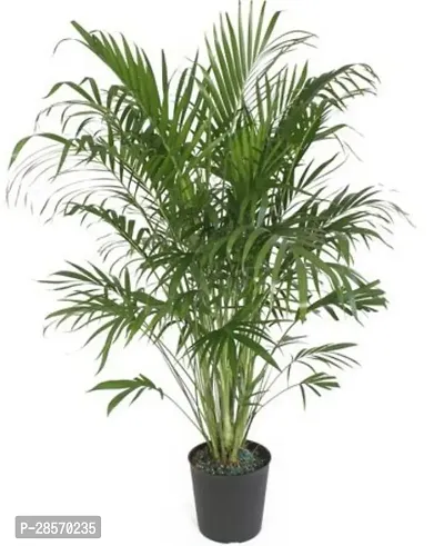 Baishnab Areca Plam plantazee-thumb0