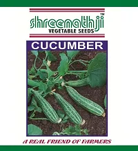 Baishnab cu sed 25 vps hyujCucumber 00725PIECE-thumb1