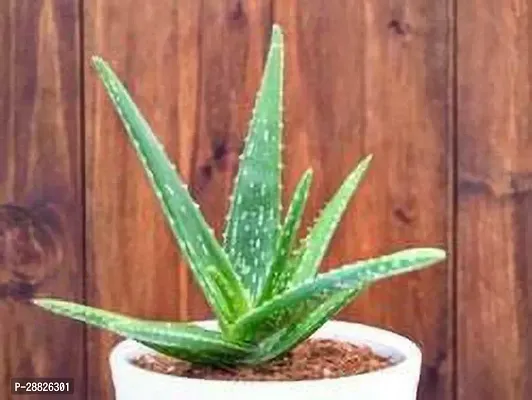 Baishnab  AAWA11 Aloe Vera Plant-thumb0