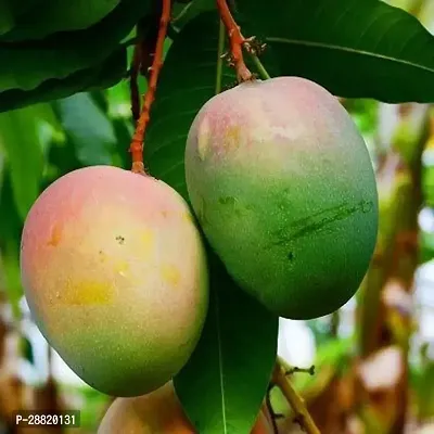 Baishnab  Neelam Mango01 Mango Plant-thumb0