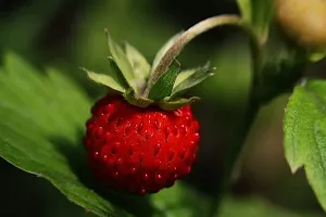 Baishnab Strawberry Plant Strawberry Live Plant with 1 Pot-thumb1