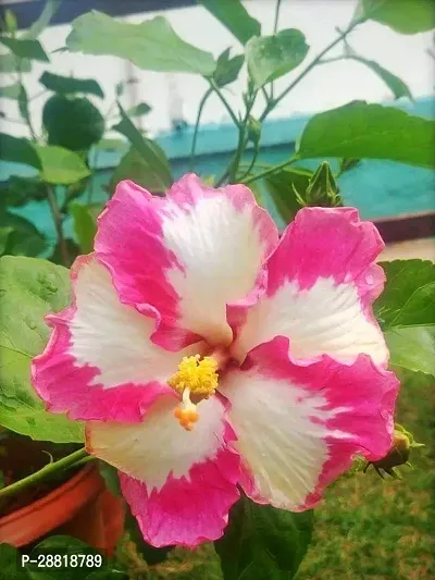 Baishnab  Hibiscus PinkWhite Live PlantPG1 Hibis-thumb0