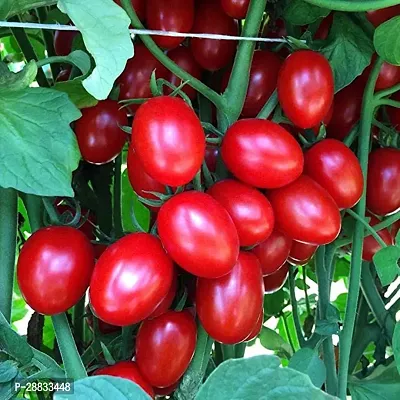 Baishnab toma sed 330psHybrid Tomato Seeds Red Ruby for Terrace Kitchen Gardening 330Seeds 330PIECE-thumb0