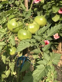 Baishnab Tomato Plant Tomato Plants Seeds-thumb1