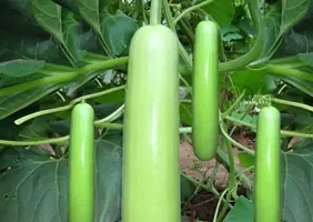 Baishnab Gourd seed 30ps mc tjBottle Guard30PIECE-thumb1