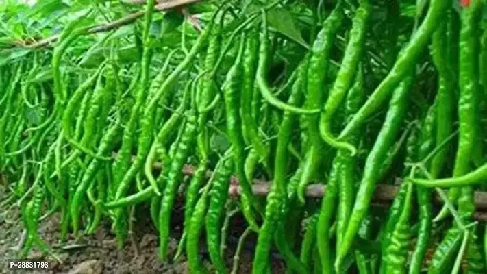 Baishnab Mirchi seed hbjhjSeeds  chilli30PIECE-thumb0