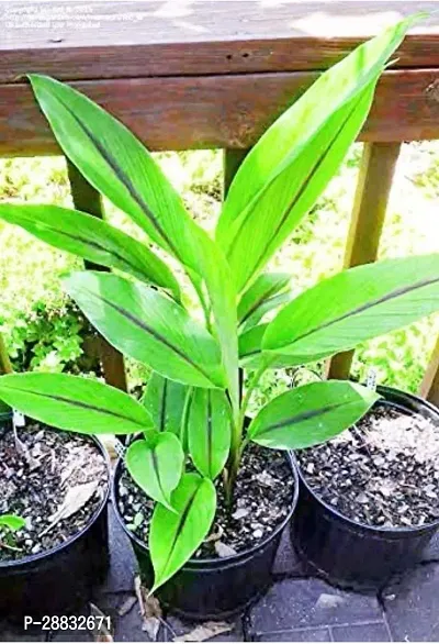 Baishnab  Haldi  Turmeric Plant 01 Turmeric Plant-thumb0