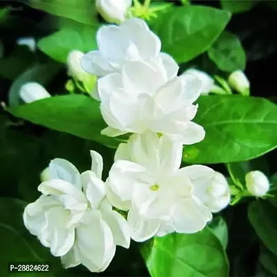 Baishnab  Z1J21 Jasmine Plant-thumb0