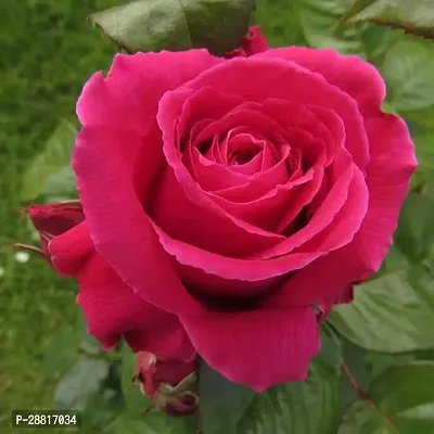 Baishnab  Roseh34 Rose Plant