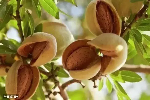 Baishnab  Almond Plant 109 Almond Plant-thumb0