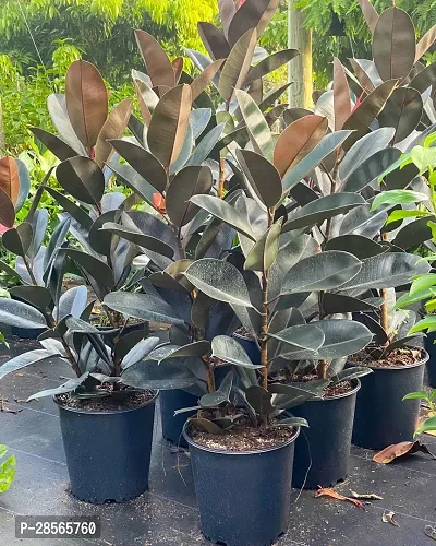 Baishnab Rubber Tree AS rubber plant 8