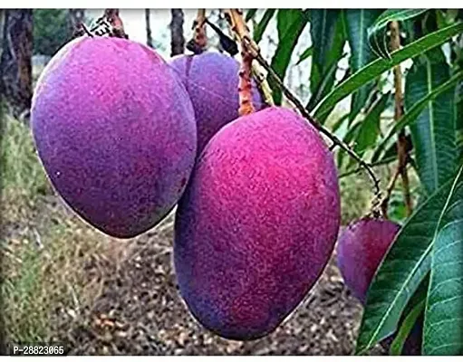 Baishnab  Florida palmar mango plant CFO283 Mang