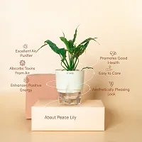 Baishnab Peace Lily Plant Peace Lily Live Plant Self-Watering Cream Pot, Spathiphyllum Green-thumb2