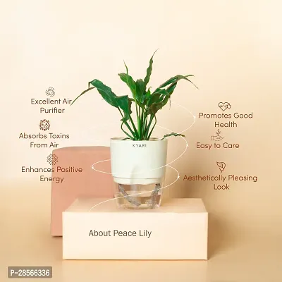 Baishnab Peace Lily Plant Peace Lily Live Plant Self-Watering Cream Pot, Spathiphyllum Green-thumb3