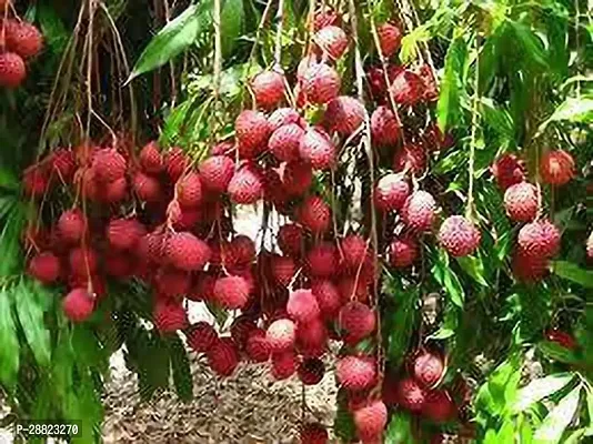 Baishnab  LitchiModelHeiyeplant CFO238 Litchi