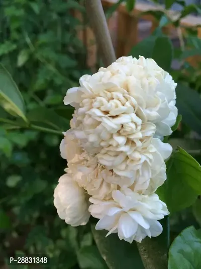 Baishnab  Arabian Jasmine Plant33 Jasmine Plant-thumb0