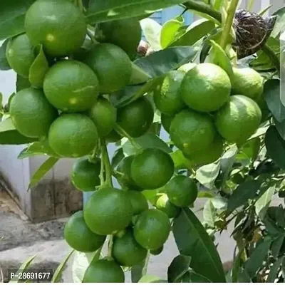 Baishnab Lemon Plant Nimboo, Lemon Tree (Seedless, Grafted)- Plant-thumb0