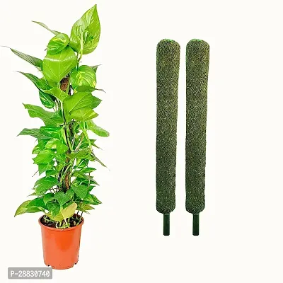 Baishnab  moss stick Money Plant