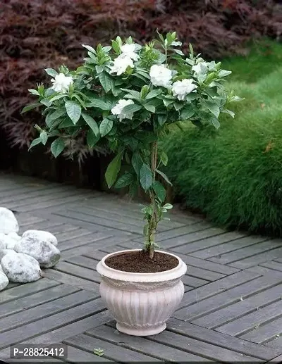 Baishnab  t0t11 Jasmine Plant-thumb0