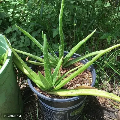 Baishnab  Aloe Vera Plant CF0001016 Aloe Vera Pla