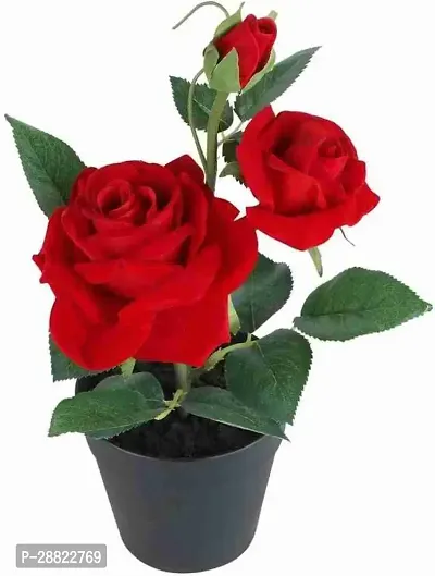 Baishnab  Red Rose Rose Plant-thumb0