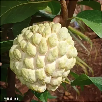 Baishnab  YHA14 Custard Apple Plant-thumb0