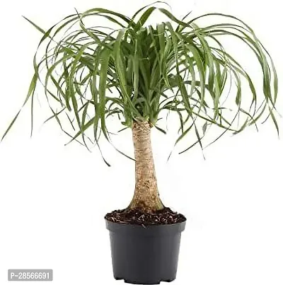 Baishnab Ponytail Palm Plant Ponytail Palm Tree live outdoor plant with pot-thumb0