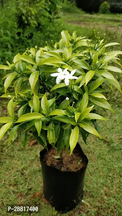 Baishnab  Tagar flower Plant Night Bloom Jasmine Pl