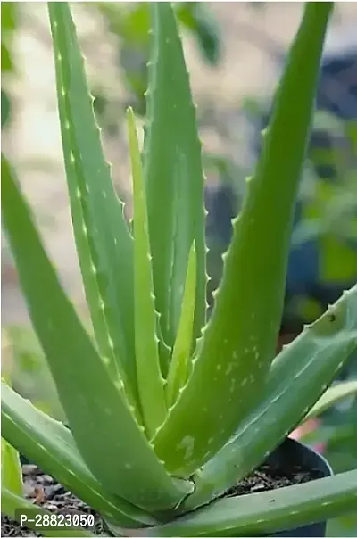 Baishnab  alovera live plant Aloe Vera Plant-thumb0