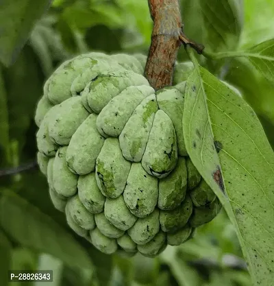 Baishnab  Custard Apple Live Plant CF0063 Custard-thumb0