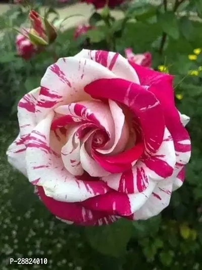 Baishnab  FF5 Rose Plant