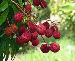 Baishnab Litchi Plant Iychee litchi plants-thumb1