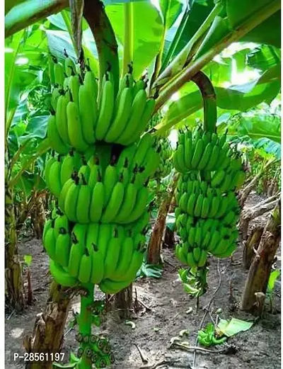 Baishnab Banana Plant greenhousestore-thumb0