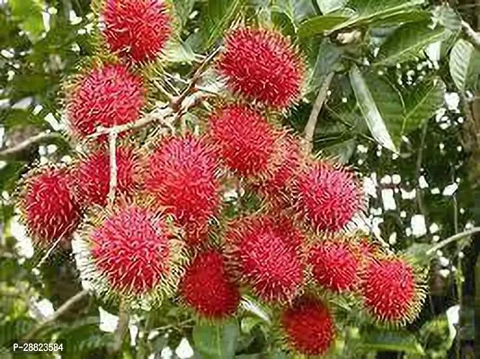 Baishnab  Rambutan plant CFO140 ZZ Plant-thumb0