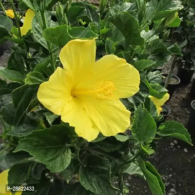 Baishnab  Yellow Hibiscus Plant CFA187 Hibiscus