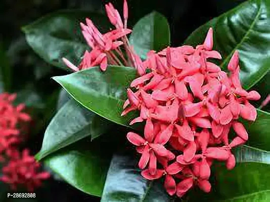 Baishnab Ixora Plant IXORA PLANT GG FF