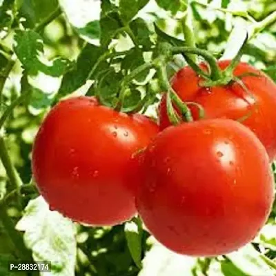 Baishnab Tomato Seed 1 50 ps28TMTO 0950PIECE-thumb0