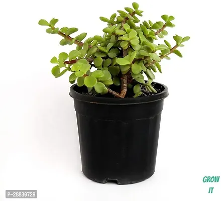 Baishnab  Indor Jade Plants  plastic pot Jade Plant-thumb0