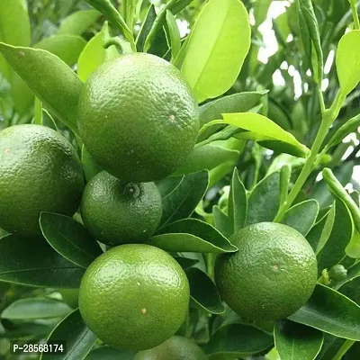 Baishnab Lemon Plant MALTA PLANT-thumb0