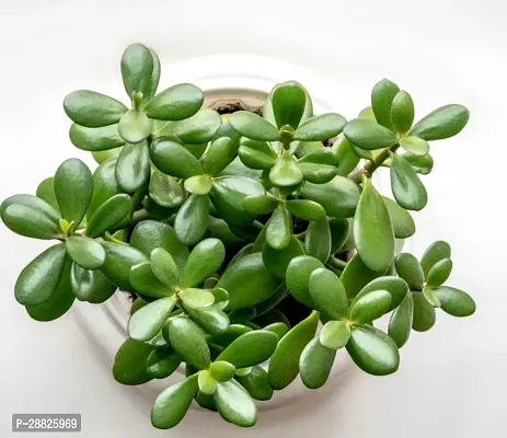 Baishnab  Jade Live Plant Good Luck Plant CF188 J-thumb0