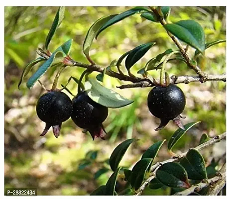 Baishnab  BlackGuava Pomegranate Plant-thumb0