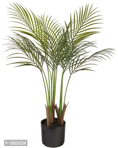 Baishnab  ARECA PLAM XD4 Areca Palm