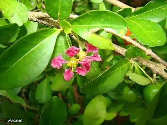 Baishnab Cherry Fruit Plant CDC11