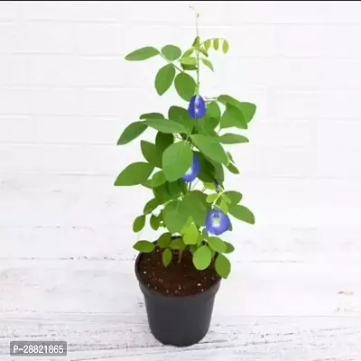 Baishnab  Aparajita Butterfly Pea Plant Aparajita-thumb0