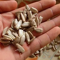 Baishnab Lau Seed 40 PsAS 25440PIECE-thumb1