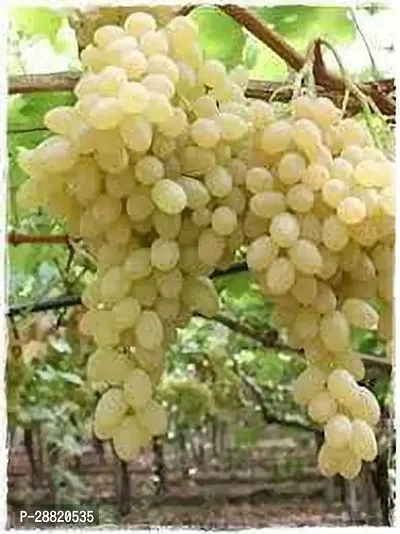 Baishnab  Dominga Grape Plant Grape Plant