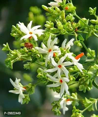 Baishnab  ParijatShuli Flower PlantCFA442 Parij