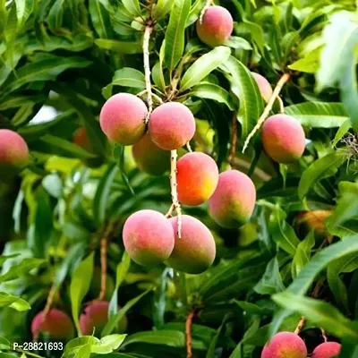 Baishnab  Heaven mango plant Mango Plant-thumb0