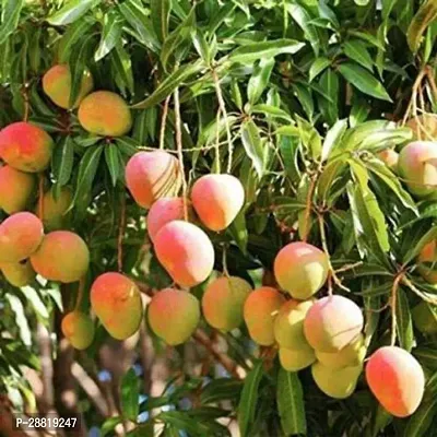 Baishnab  Mango Kesar Grafted Mango Plant-thumb0